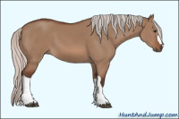 Horse Color:Silver Bay Dun