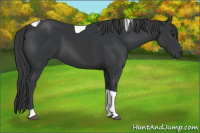Horse Color:Black Tobiano Rabicano