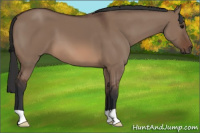 Horse Color:Brown Dun 