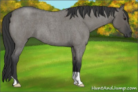 Horse Color:Grullo Roan 