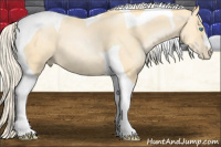 Horse Color:Palomino Pearl Tobiano
