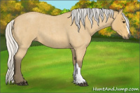 Horse Color:Silver Buckskin Roan