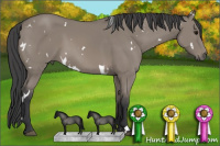 Horse Color:White Spotted Grullo