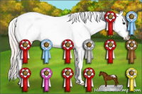 Horse Color:Silver Black Splash Appaloosa 