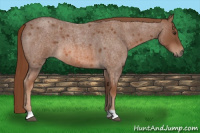 Horse Color:Liver Red Roan 