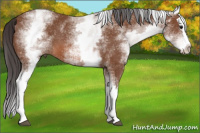 Horse Color:White Spotted Bay Splash