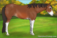 Horse Color:Bay Sabino 