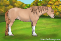 Horse Color:Gold Champagne 