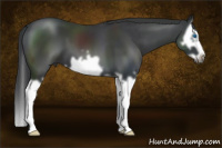 Horse Color:Black Splash Frame