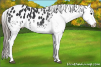 Horse Color:White Spotted Brown Appaloosa Rabicano 