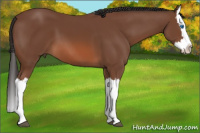 Horse Color:Bay Splash 
