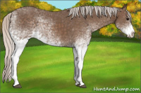 Horse Color:White Spotted Silver Black Splash