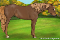 Horse Color:Gray Chestnut 