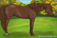 Horse Color:Gray Chestnut 