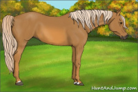 Horse Color:Gray Palomino