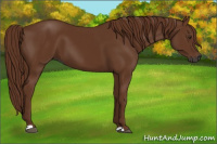 Horse Color:Gray Chestnut 