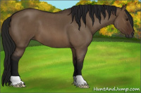 Horse Color:Gray Bay Roan Dun
