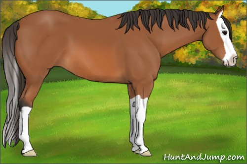Horse Color: Bay Splash 