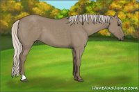 Horse Color:Silver Smoky Grullo