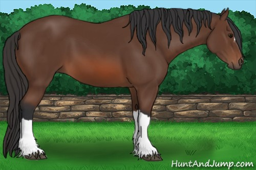 Horse Color: Bay 