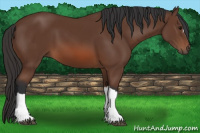 Horse Color:Bay 