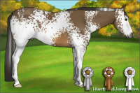 Horse Color:Gray White Spotted Buckskin 