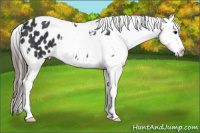 Horse Color:Black Tobiano Appaloosa Rabicano 