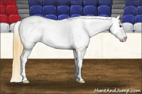Horse Color:Buckskin Near Fewspot 