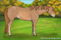 Horse Color:Red Roan 