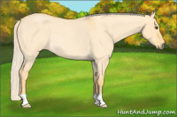 Horse Color:Palomino Roan Dun Rabicano