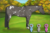 Horse Color:White Spotted Grullo 