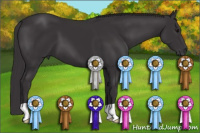 Horse Color:Smoky Black 