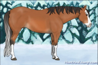 Horse Color:Bay Splash 