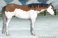Horse Color:Bay Splash 