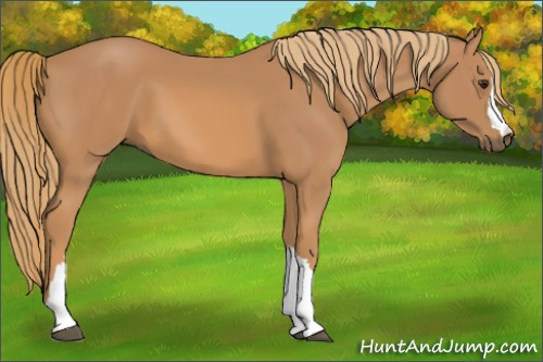 Horse Color: Chestnut 