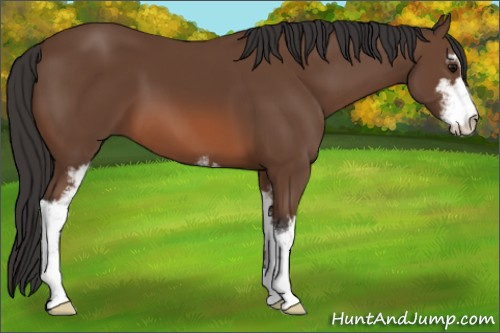 Horse Color: Bay Sabino 