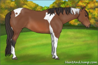 Horse Color:Bay Tobiano 