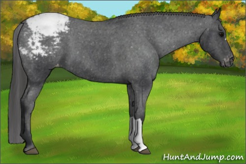 Horse Color: Brown Snowcap 