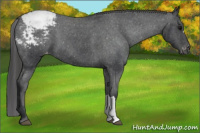 Horse Color:Brown Appaloosa 