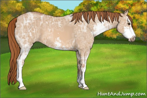 Horse Color: Red Dun Ice Sabino 