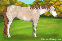 Horse Color:Red Dun Ice Sabino 