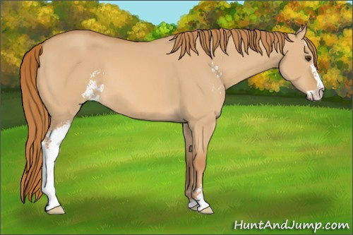 Horse Color: Red Dun Sabino 