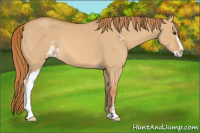 Horse Color:Red Dun Sabino 