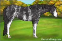 Horse Color:White Spotted Smoky Black 