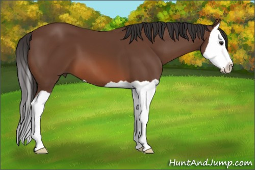 Horse Color: Bay Splash 