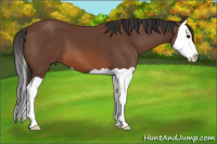 Horse Color:Bay Splash 