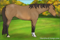 Horse Color:Buckskin Roan 