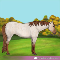 Horse Color:Red Dun Roan 