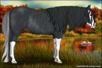 Horse Color:Black Splash Rabicano 