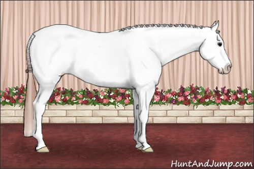 Horse Color: Brown Blanket 